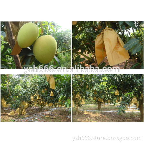 Mango growing bag factory price